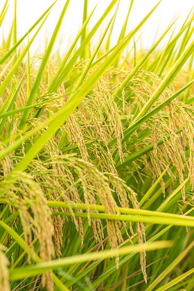 新鲜稻谷图片