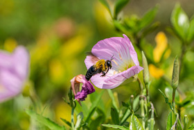 夏日蜜蜂花丛中飞行觅食片