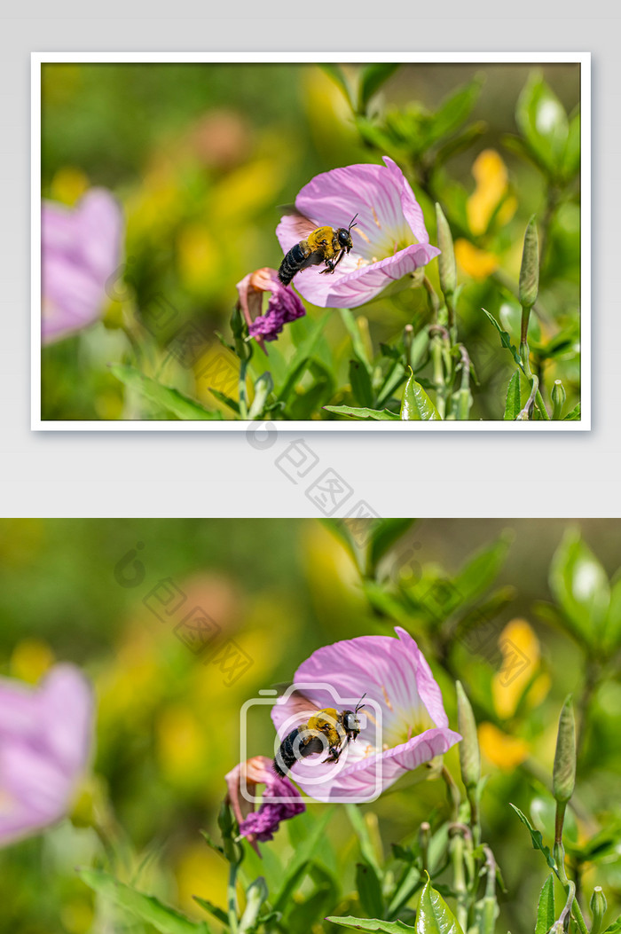夏日蜜蜂花丛中飞行觅食摄影图片