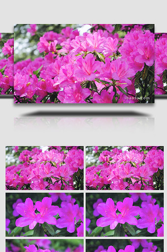 唯美花朵紫色杜鹃花盛开4K实拍图片