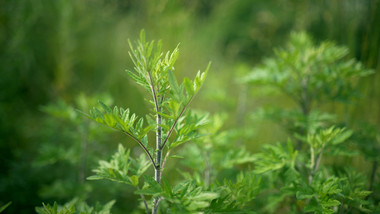 端午节传统习俗艾草植物视频素材4K