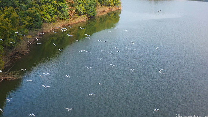 自然生态飞翔的鸟群视频素材4K