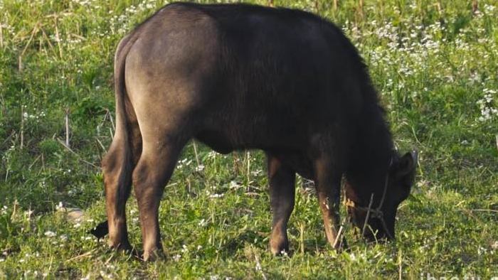 动物草地上进食的水牛