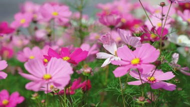 自然唯美格桑花花朵夏天风景实拍