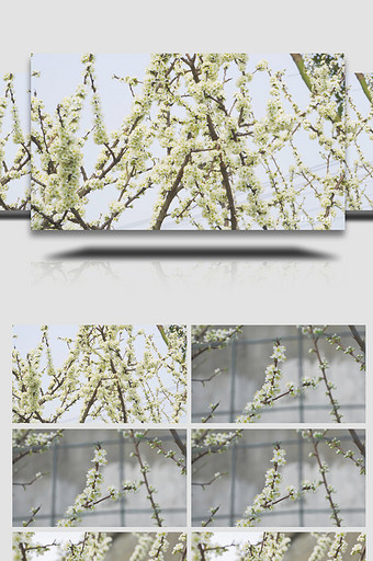 植物白色花朵梨花唯美花朵4K实拍图片