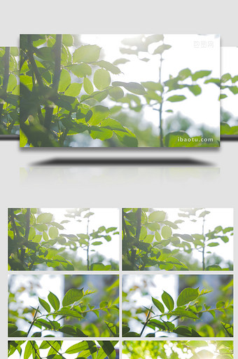 治愈温暖阳光逆光植物树叶漏光4K实拍图片