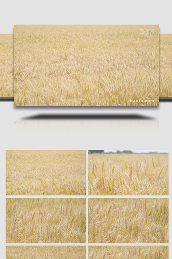 空镜头农田麦子成熟金黄麦田麦穗4K实拍图片