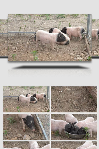 动物园可爱香猪4k实拍图片
