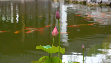 唯美自然写意夏季莲花4k实拍