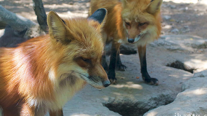 动物园生命小狐狸一家实拍4K