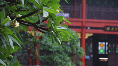 夏季雨天雨水滴水植物树叶意境 4k实拍