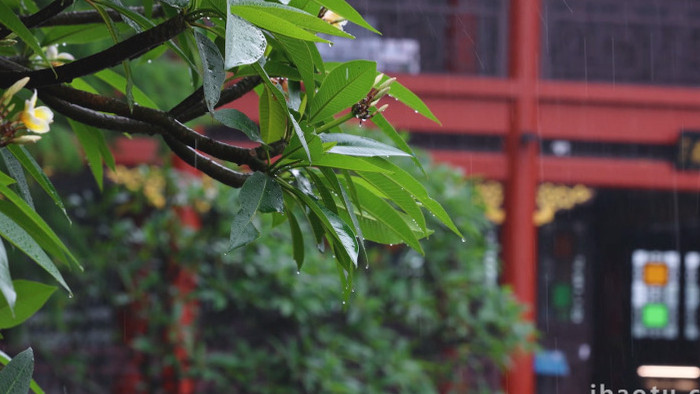 夏季雨天雨水滴水植物树叶意境 4k实拍