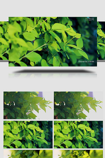 绿色植物叶子树叶金叶女贞实拍4K图片