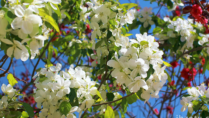 植物蜜蜂树叶花朵白花海棠实拍4K