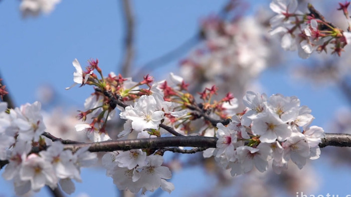 春天阳光照射下的樱花植物实拍视频