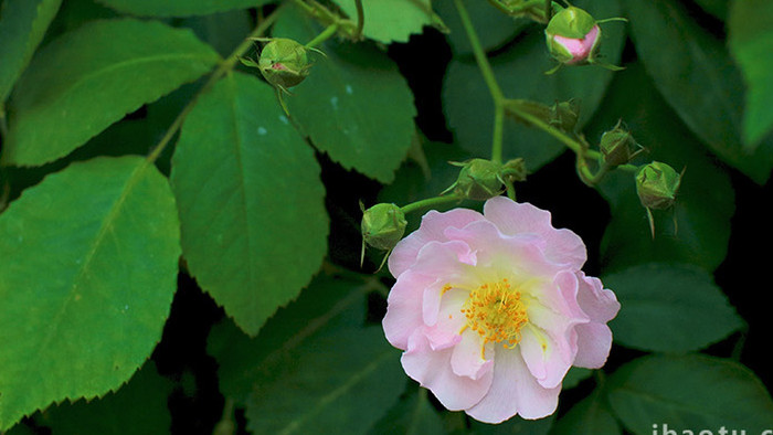 粉色蔷薇花朵美好温暖治愈植物实拍4K