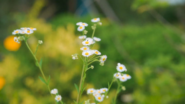 清新自然夏日小雏菊迎风摇曳实拍视频