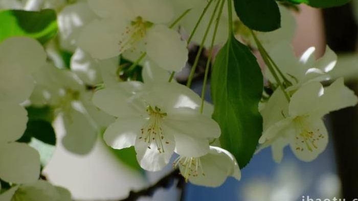 鲜花盛开白色花朵花开花谢唯美实拍