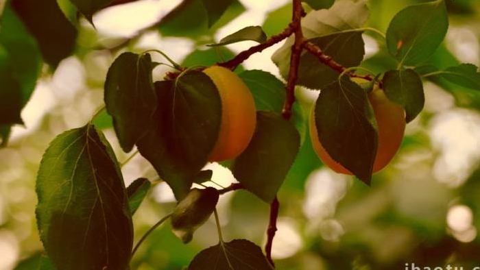 夏天杏树杏子熟了果实植物实拍
