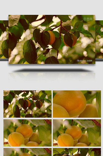 夏天杏树杏子熟了果实植物实拍图片