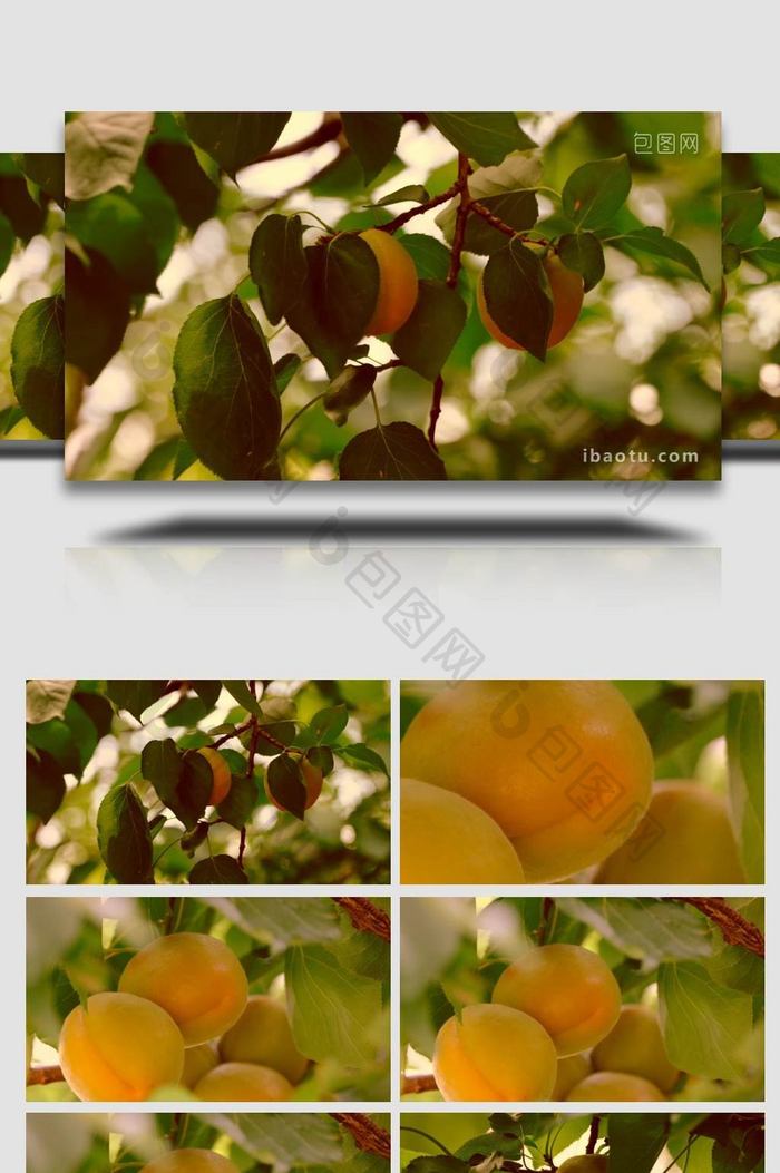 夏天杏树杏子熟了果实植物实拍