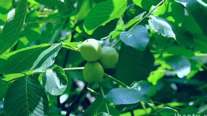 核桃树青核桃核桃果实植物实拍