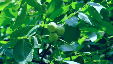 核桃树青核桃核桃果实植物实拍