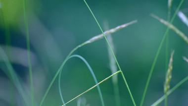 野草小草绿色植物野外美景唯美实拍