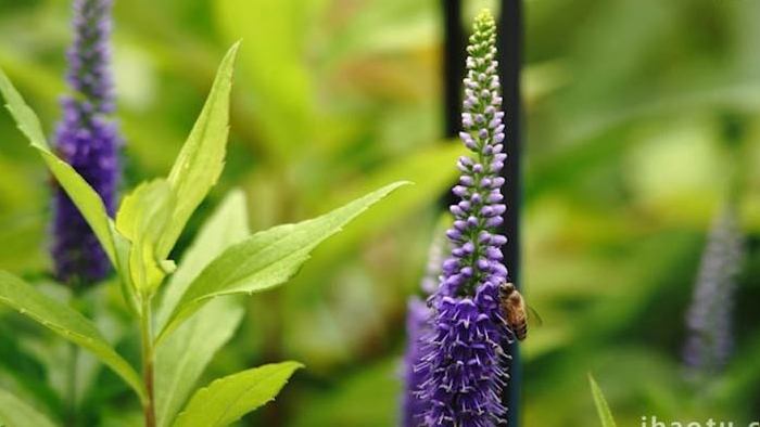 蜜蜂昆虫实拍薰衣草上采蜜的蜜蜂实拍视频