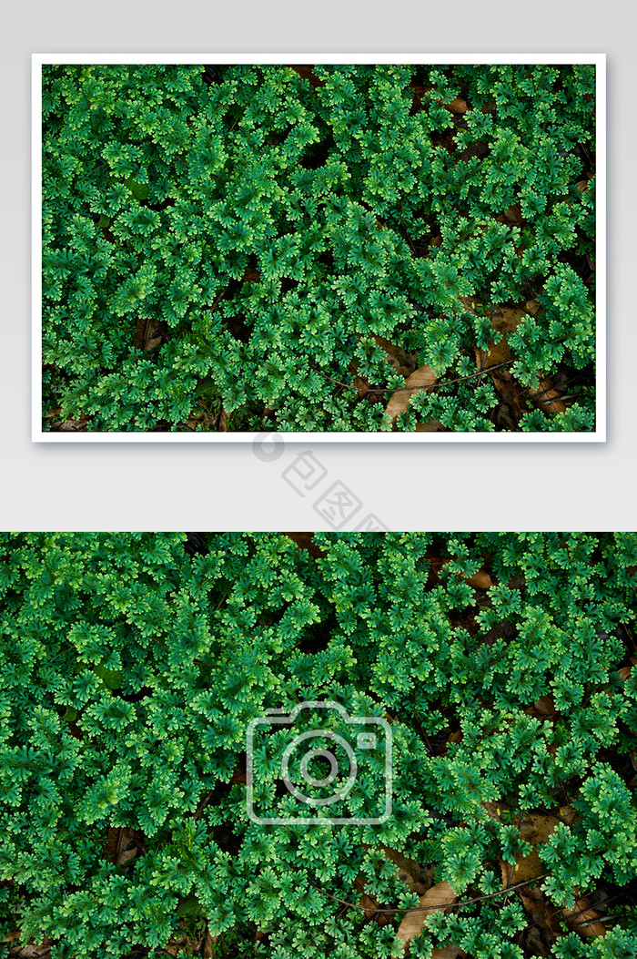 夏天的贵州的森林绿色的摄影图片
