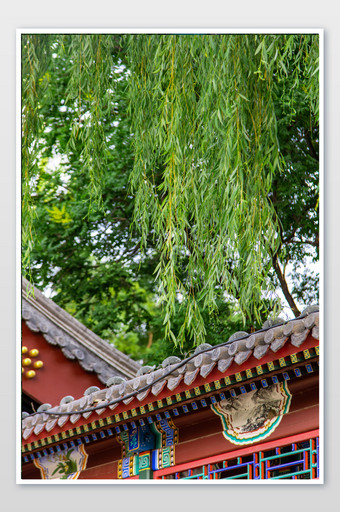 春天柳树下的中国风古建筑故宫屋檐图片