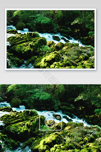 夏天贵州的树林里的流淌小溪摄影图片