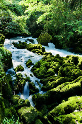 夏天贵州的树林里流淌的小溪片