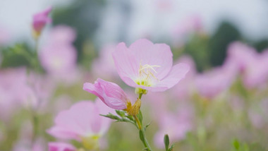 夏季风景唯美粉色波斯菊花朵实拍