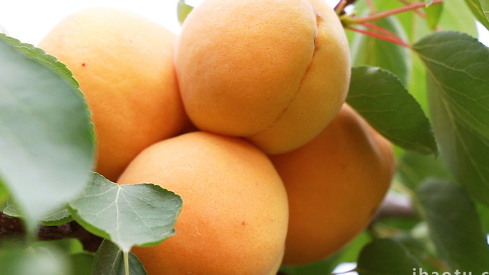 夏日酸甜可口的杏丰收在望高清实拍