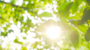 自然写意夏日阳光穿过树叶逆光树林4K实拍