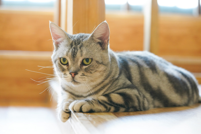 宠物动物猫咪小花猫图片