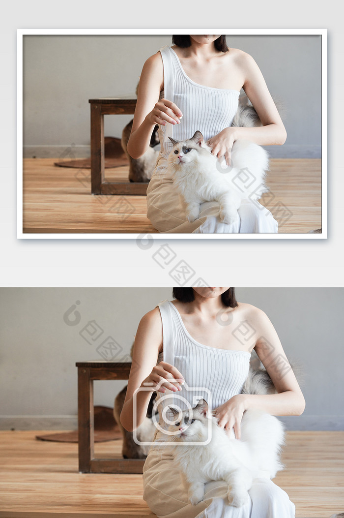 家养宠物白猫猫咪图片图片