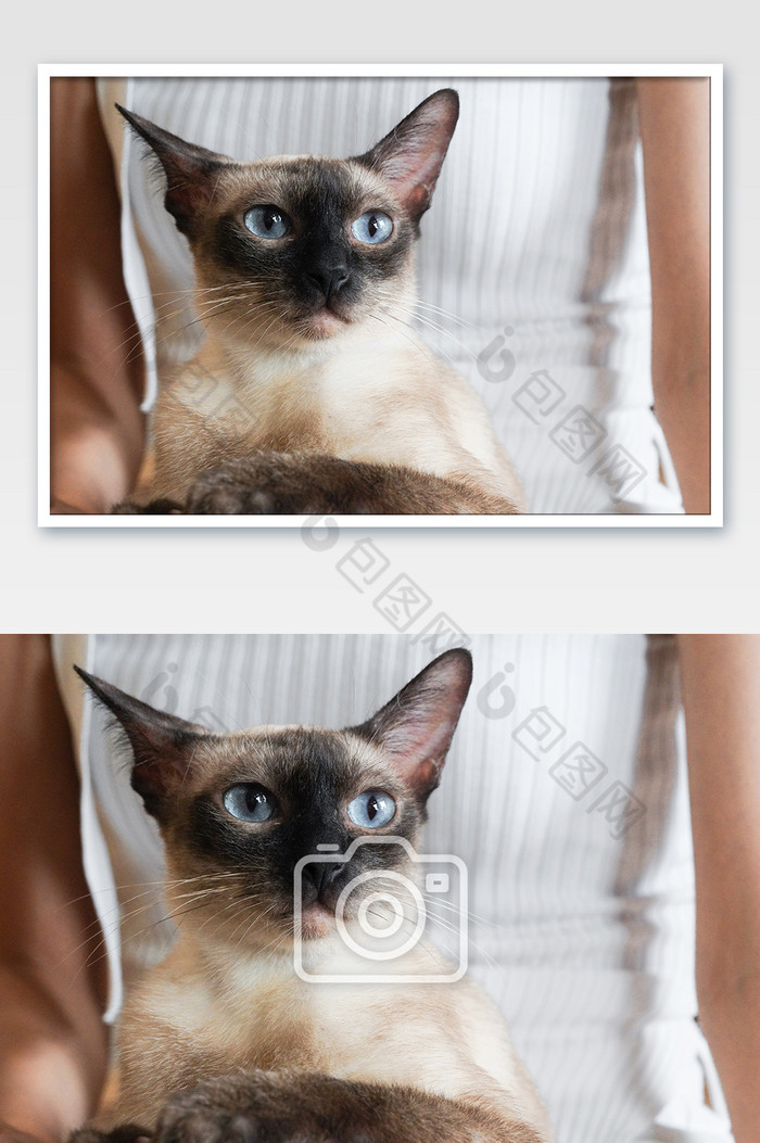 猫咪宠物女孩摄影图图片图片