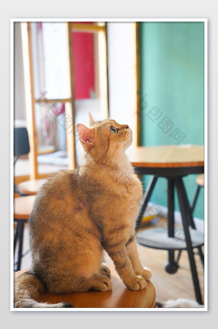 可爱动物黄色猫咪猫咖图片图片