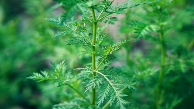 自然写意实拍艾蒿艾草绿叶视频