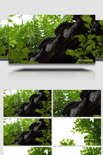 自然写意夏季树叶随风摇摆4k实拍图片