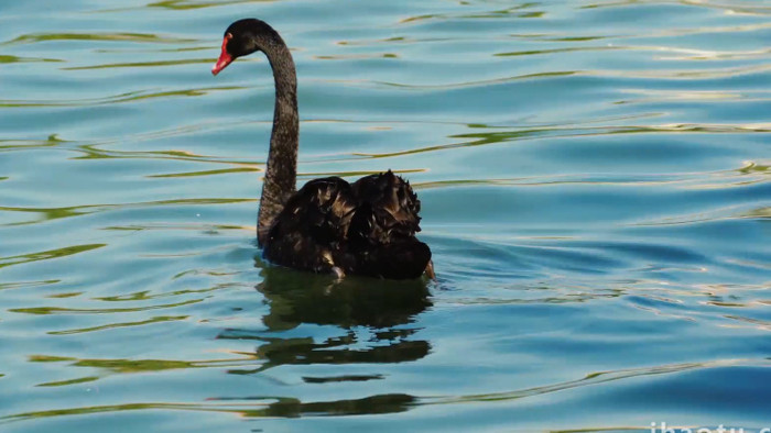 自然动物湖面上游动的黑天鹅实拍