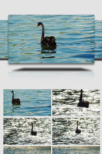 自然动物湖面上游动的黑天鹅实拍图片