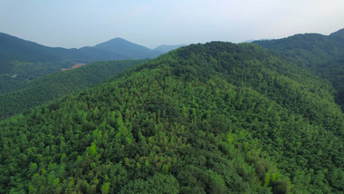 大气竹海森林风景自然风景航拍