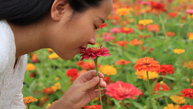 人物形象美女捧花闻花香4K视频素材