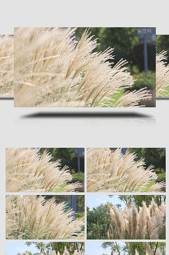 自然微风吹拂芦苇摆动4K实拍视频素材图片