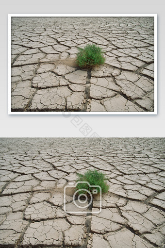 西北干涸的土地和绿色植物的摄影图片