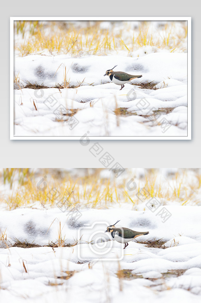 雪地里各类树丛中的鸟类摄影的图片