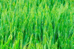 绿色麦穗麦田农作物